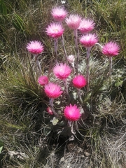 Helichrysum ecklonis