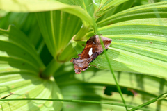 Autographa bractea