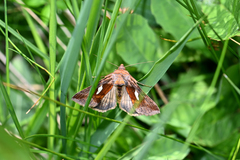Autographa bractea