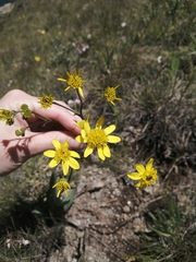 Senecio glaberrimus