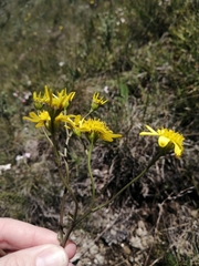 Senecio glaberrimus