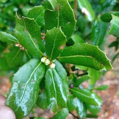 Quercus coccifera