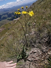 Senecio glaberrimus