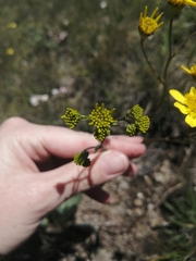 Senecio glaberrimus