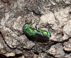 Primeuchroeus
