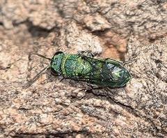 Primeuchroeus