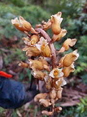 Gastrodia procera