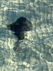 Trygonorrhina dumerilii