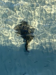 Trygonorrhina dumerilii