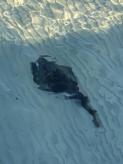 Trygonorrhina dumerilii