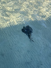 Trygonorrhina dumerilii