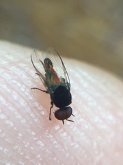 Austrosimulium