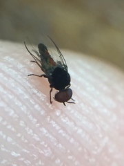 Austrosimulium