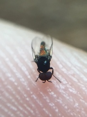 Austrosimulium