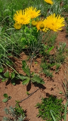 Berkheya setifera