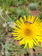 Apis mellifera scutellata