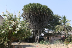 Hyphaene dichotoma