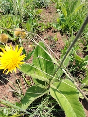 Apis mellifera scutellata