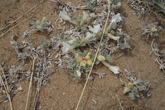 Astragalus teskhemicus