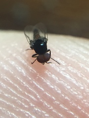 Austrosimulium