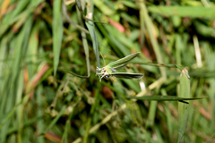 Bena bicolorana