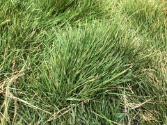 Zoysia tenuifolia