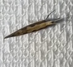 Plutella xylostella-australiana