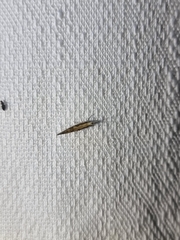 Plutella xylostella-australiana