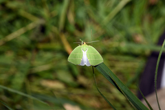 Bena bicolorana