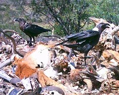 Corvus albicollis