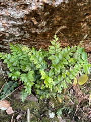 Asplenium aethiopicum