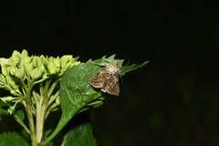 Euchalcia variabilis