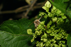 Euchalcia variabilis