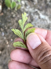 Asplenium aethiopicum