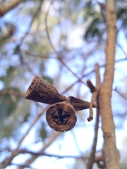 Eucalyptus gomphocephala