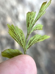 Asplenium aethiopicum