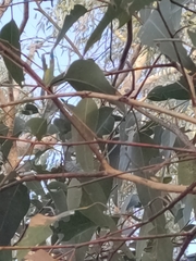 Eucalyptus gomphocephala