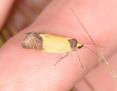 Merocroca automima