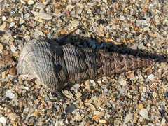 Pyrazus ebeninus