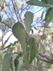 Eucalyptus gomphocephala