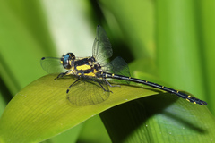 Eusynthemis aurolineata