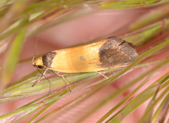 Merocroca automima