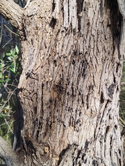 Eucalyptus gomphocephala