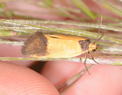 Merocroca automima