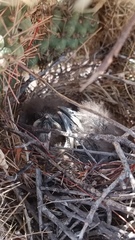 Toxostoma curvirostre