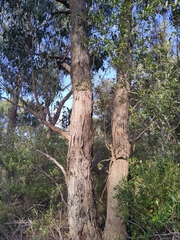Eucalyptus gomphocephala