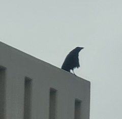 Corvus corone orientalis