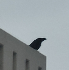 Corvus corone orientalis
