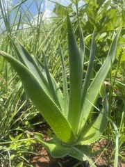 Aloe boylei