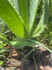 Aloe boylei
